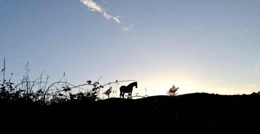 horse on horizon